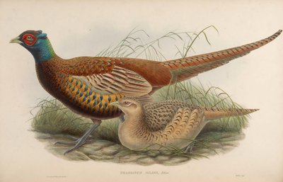 Phasianus shawii = Phasianus colchicus shawii von John Gould